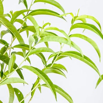 Perfect Plants Flordacrest Peach Tree, 4-5 ft, Freestone Fruit