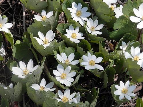 Miniatura 1 de 10 flores blancas de sanguinaria canadienses para cubrir el suelo + regalo
