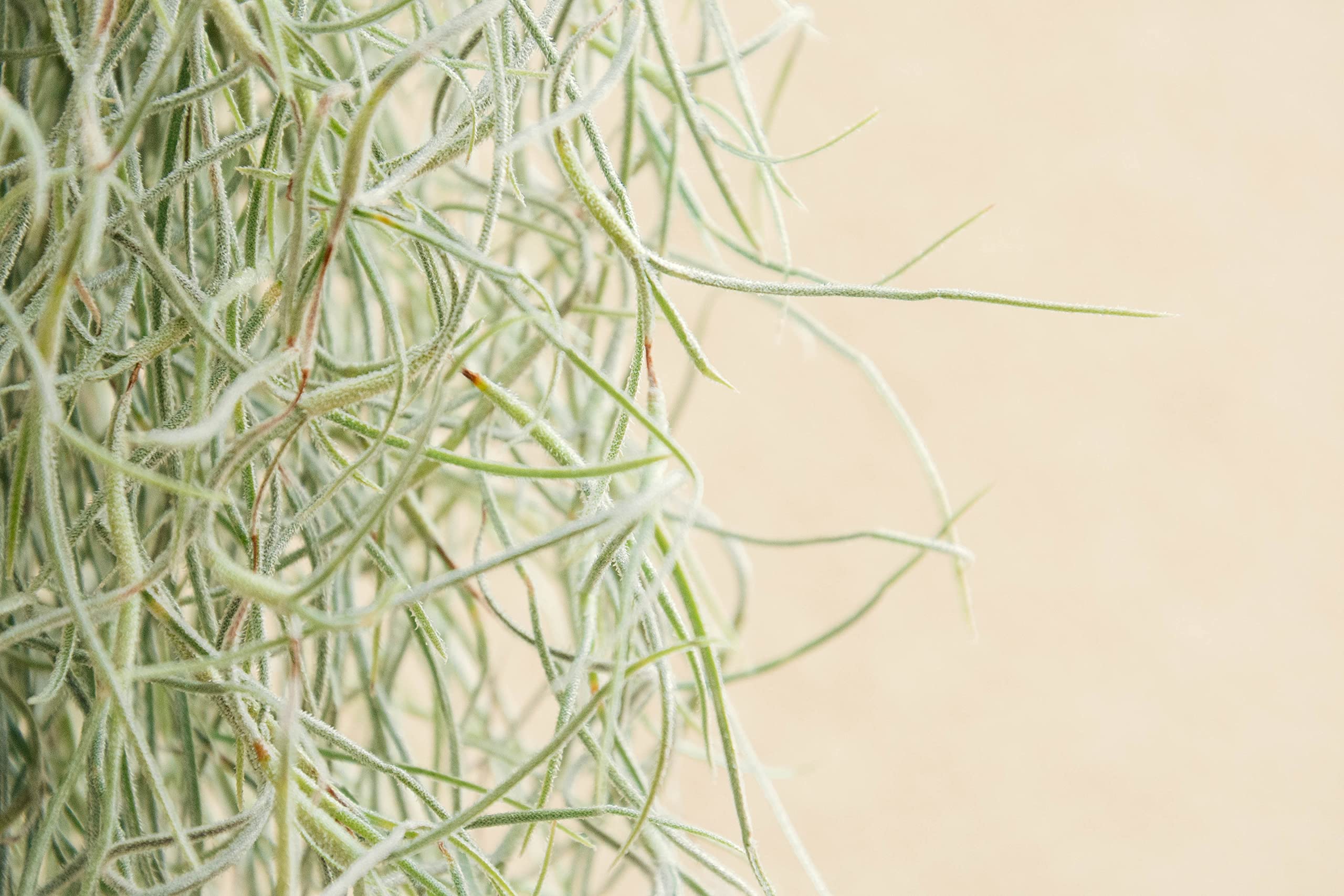 Piante Tillandsia Usneoides - Tillandsias Capelli di Fata - Garofano Pianta - Pianta Figlia del Vento - Piante Senza Terra - Muschio Vero (3, 80-90 cm)