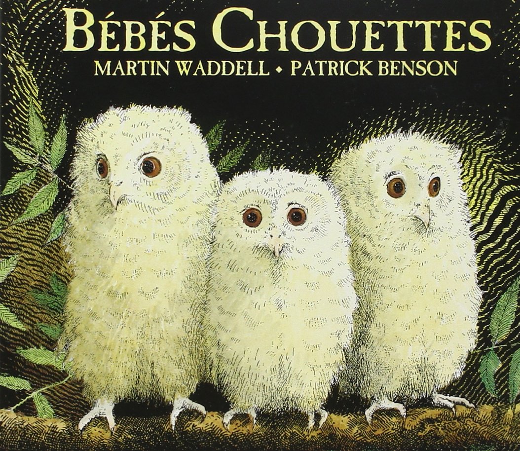 Bébés Chouettes