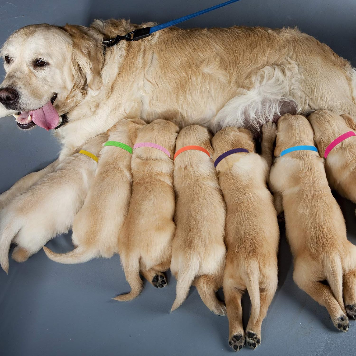 Bandas Parto Animales Collares De Identificación Para Cachorros