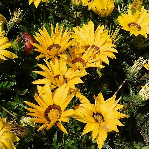 Miniatura 2 de Gazania - Semillas de margaritas para plantar, más de 100 semillas mixtas de Gazania, flor perenne, semillas de Gazania sin OMG para jardín y hogar