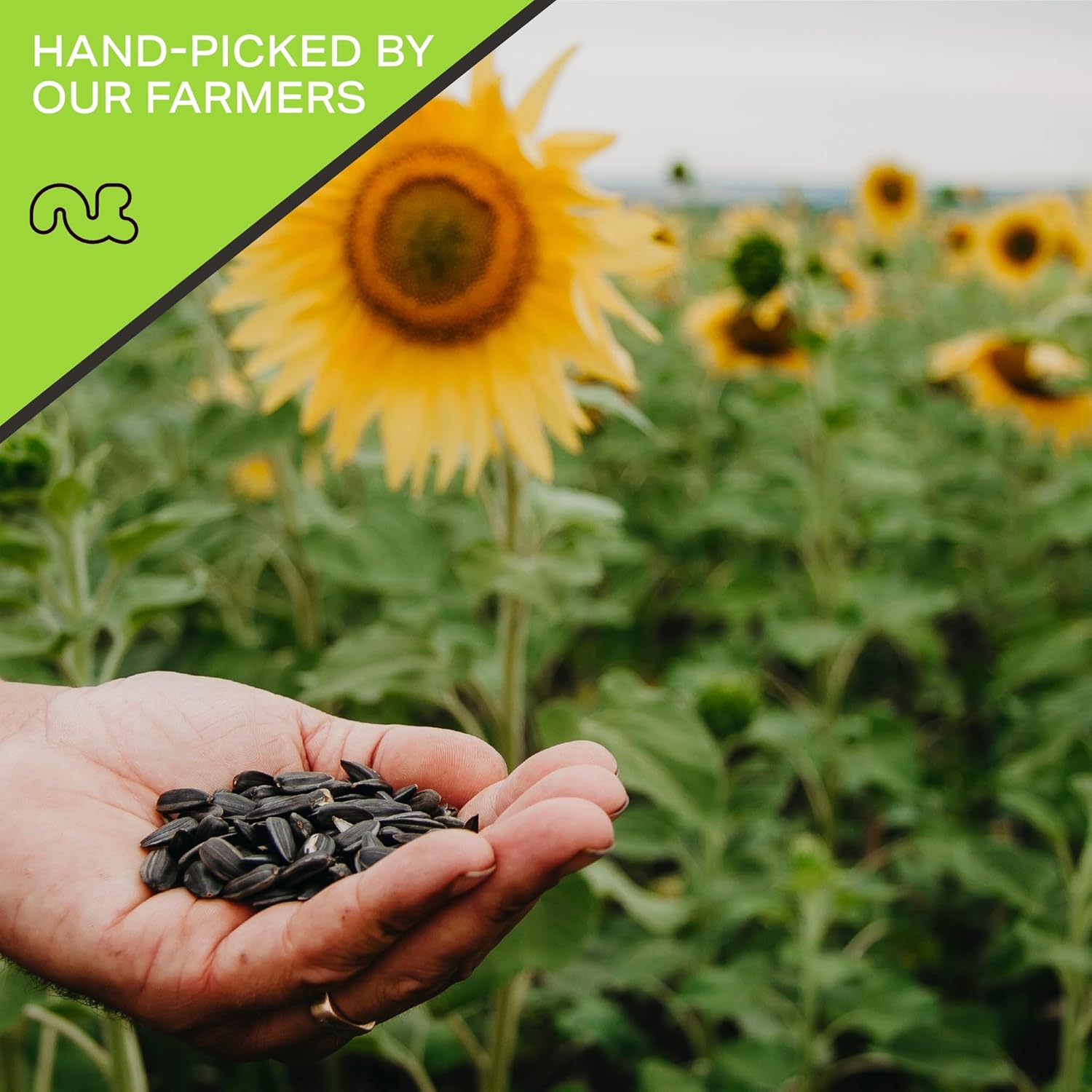 NUT CRAVINGS - Roasted Salted Sunflower Seeds Kernels to eat, No Shell Hulled (80oz - 5 LB) Bulk Nuts Packed Fresh in Resealable Bag - Healthy Protein Food Snack, Food Assortments