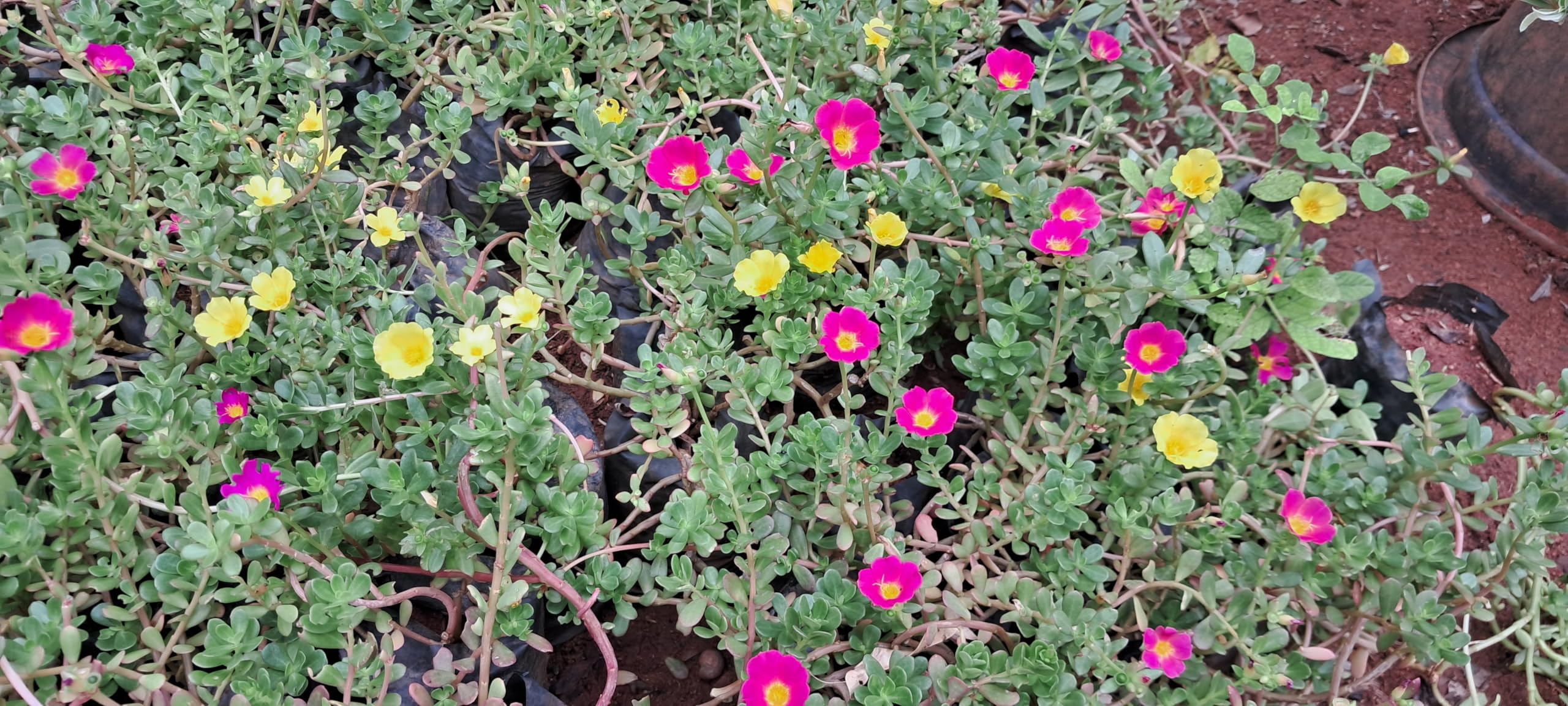 ASPEN® Multicolour Table Rose/Cypress Purslane/Portulaca Mixed Colour 10 Plant Cuttings Without Root 5 to 6 Colours - Pack of 2 (flowerp2-115_Baz)-image-2