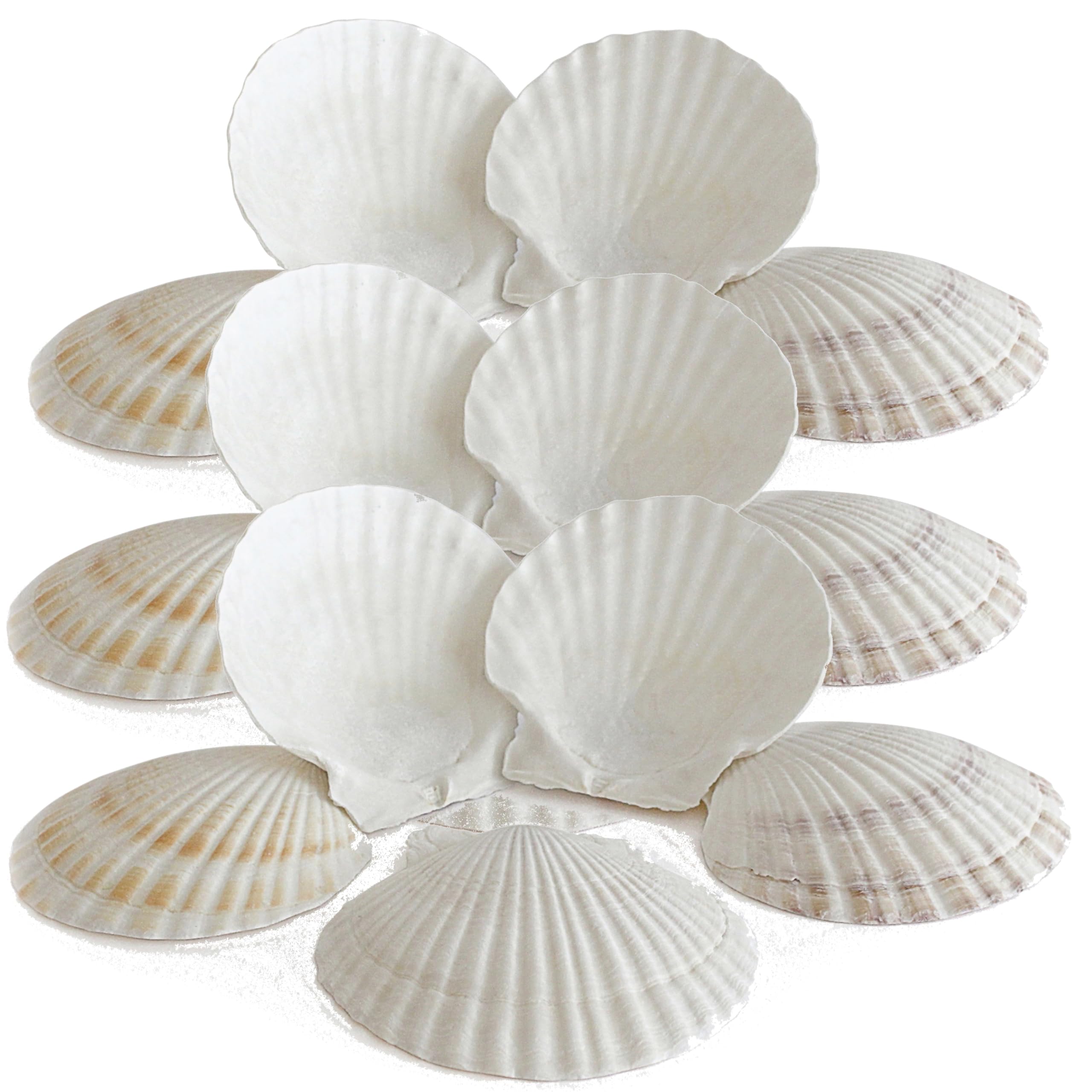 Rainbow Eco Play Scallop Sea Shells, Large Seashells 15pcs, Natural for Crafting, White Beach Shells, Decorative, Arts and Crafts, Vase, Aquarium, Fish Tank, Home Décor