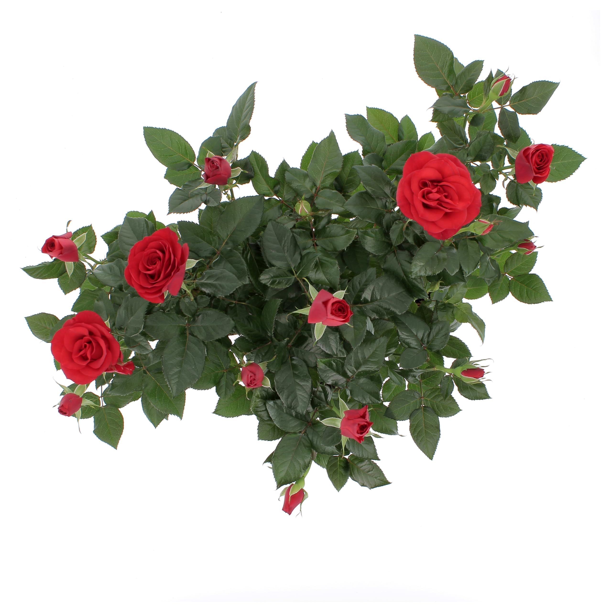 KENTIS - Kit 4 Piante di Rose Rosse - Piante Vere da Esterno Fiorite - Pianta da Balcone Giardino Terrazzo Ornamentali - Sempreverde - Vaso Ø 12 cm