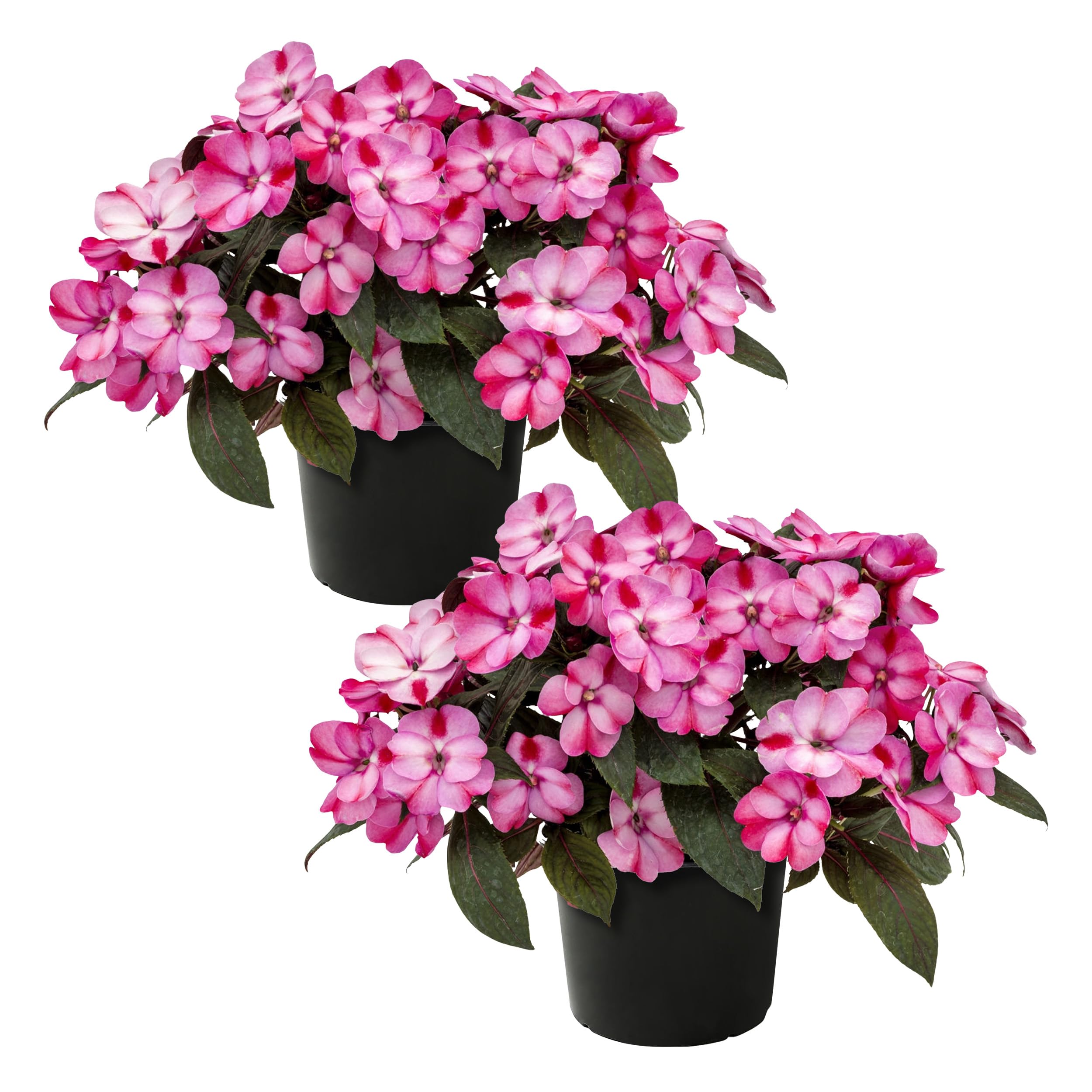 Sunpatiens Red and Pink Bicolor