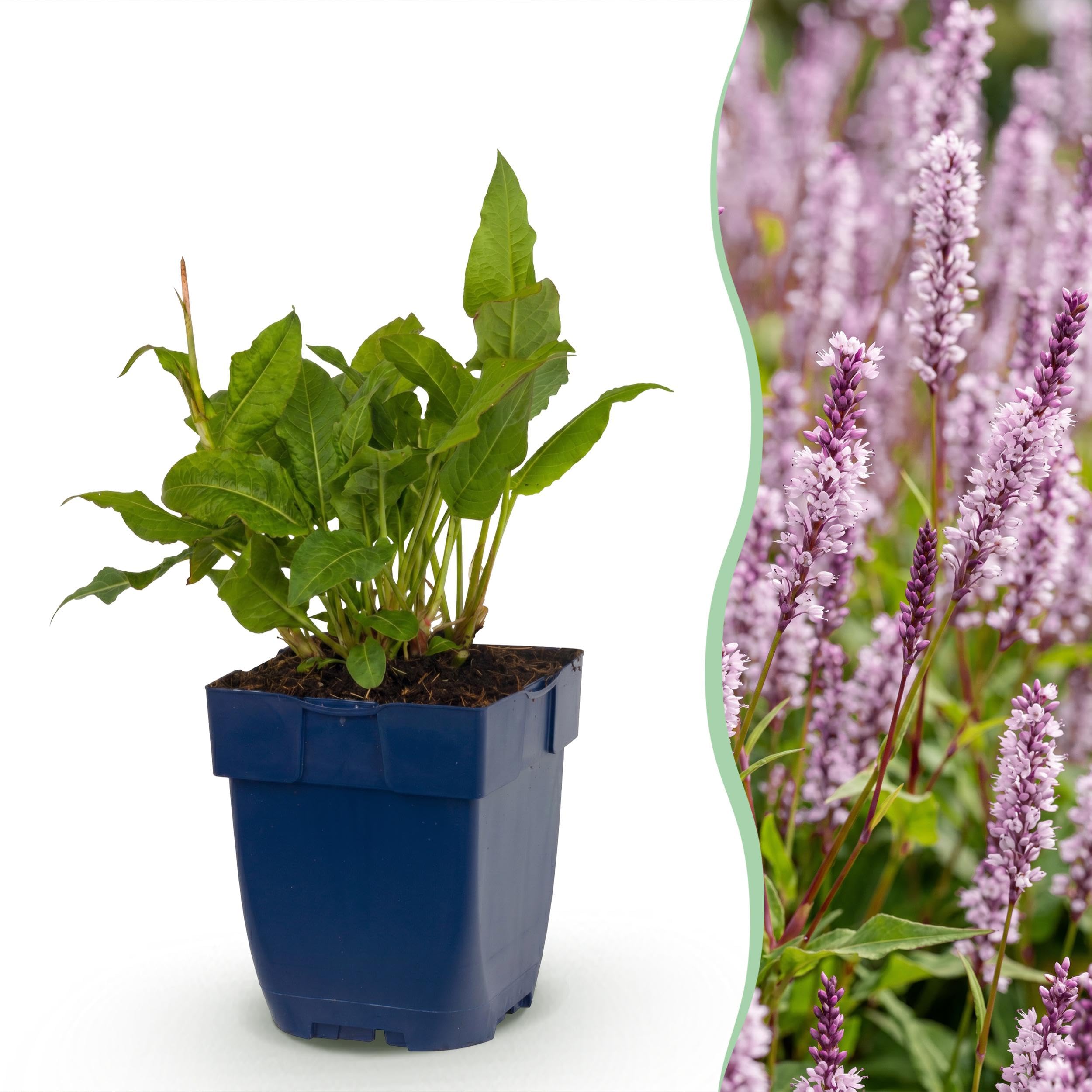 Persicaria ampl. Rosea – rdest – cień – różowy – 3 rośliny - 15-25cm - Ø11cm - Roślina ogrodowa