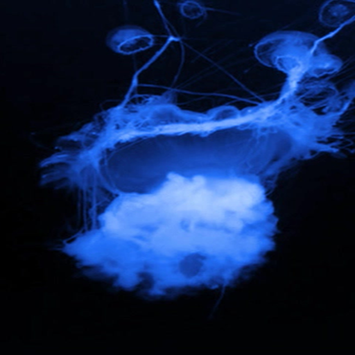 Glowing Jellyfish Live WallpaperAmazon.deAppstore for Android