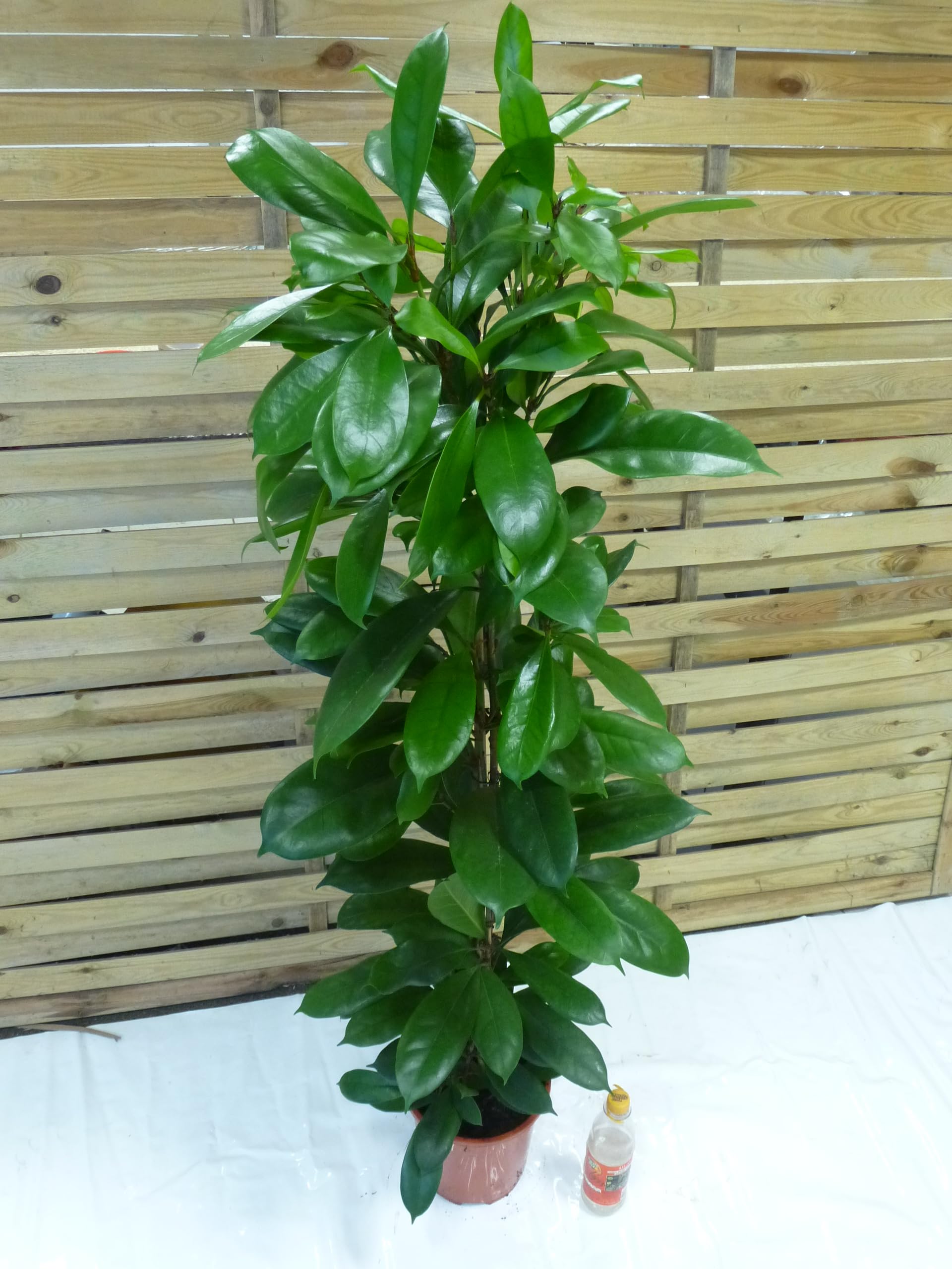 [Palmenlager] Ficus cyathistipula - 150 cm/Afrikanische Feige/Zimmerpflanze
