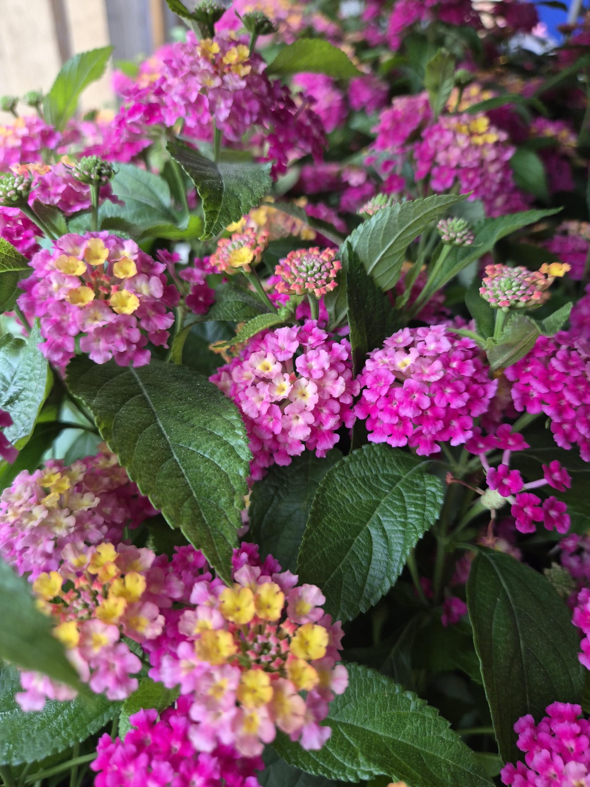 POWERS TO FLOWERS - LANTANA CAMARA ROSA INTENSO 2 PIANTE, VASO 14CM, piante vere