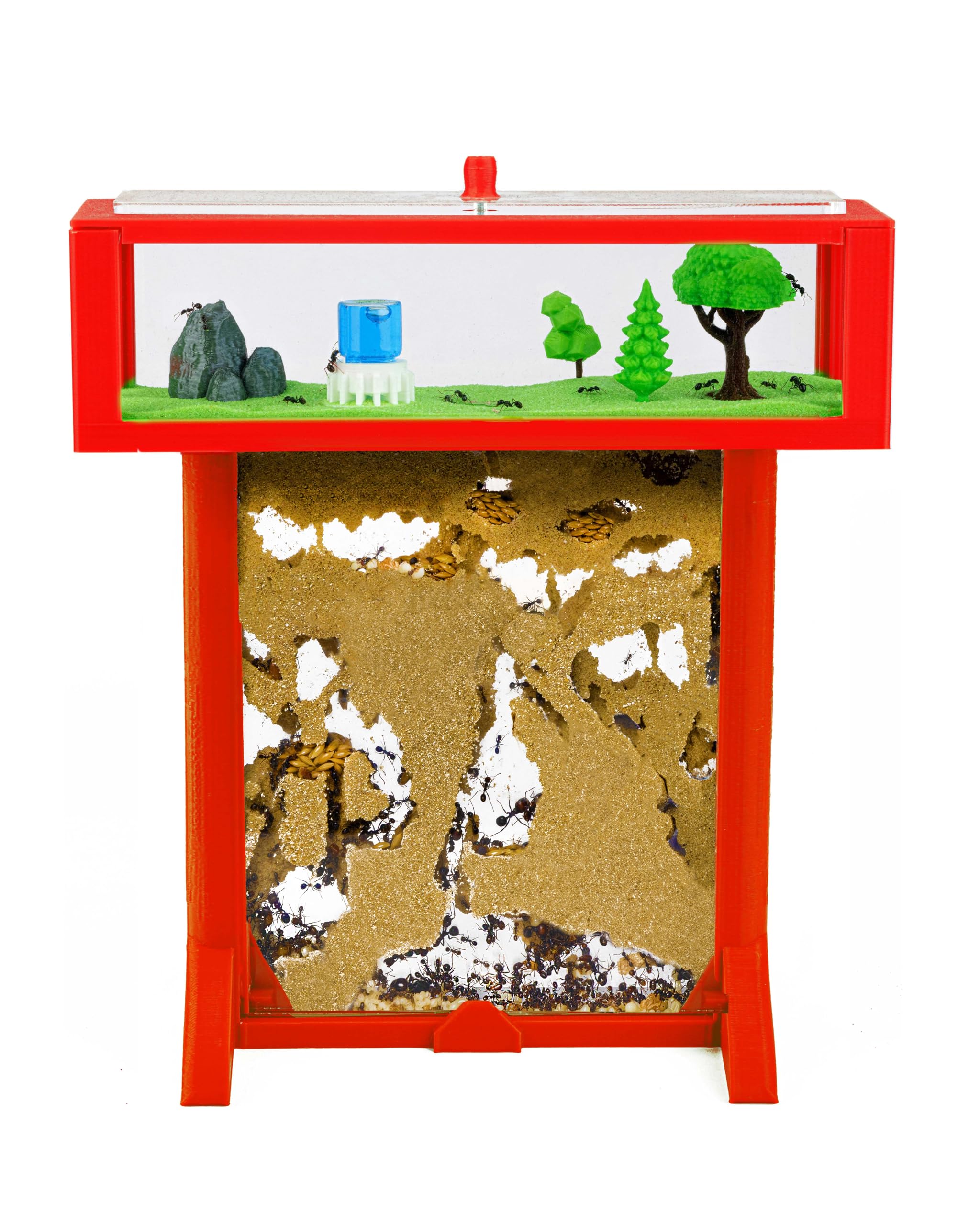 Anthouse.es - Kit Hormiguero Acrílico de Arena en Forma de T 3D - Sándwich y Caja de Forrajeo - Hormiguero con Hormigas Vivas Incluidas (Reina, Obreras, Huevos y Larvas) - Color Rojo
