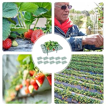 スタンド（白）と植物育成球セット。お部屋の中で、イチゴが栽培できます。 Amazon.co.jp: イチゴ栽培スタンド 1セット - イチゴ栽培