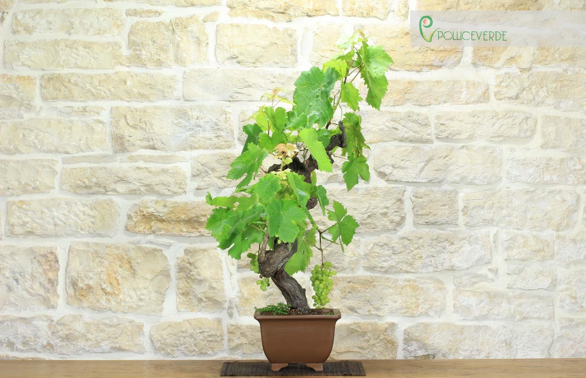 Bonsaï de vigne (111)