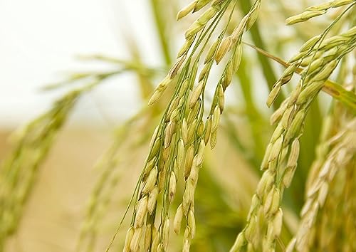 Miniatura 8 de Arroz integral de jazmín, 6 libras, arroz tailandés de grano entero y de grano largo, vegano, kosher, a granel. Más alto en fibra que el arroz