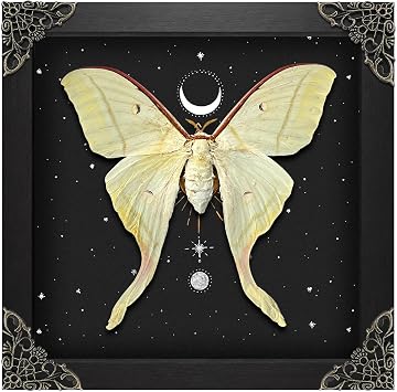 Real Luna Moth Butterfly 8.6" Framed Astronomy Moon Star K22-33-AS5