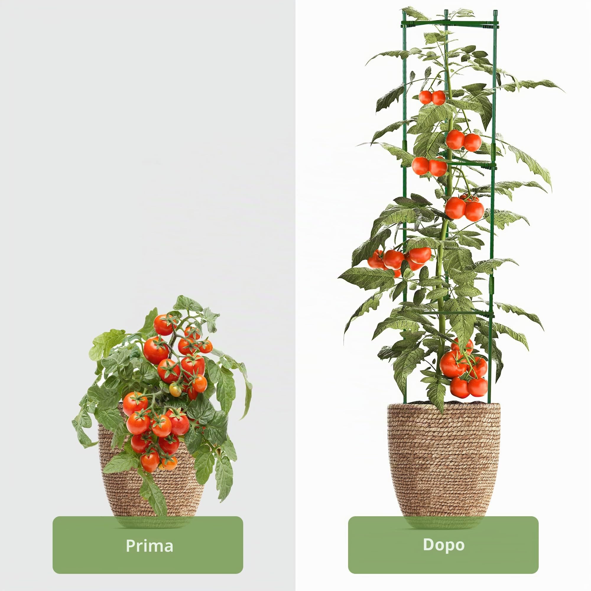 2 Supporti Per Pomodori | Aiuta Le Tue Piante A Crescere | Gabbie E Tralicci Per Verdure Rampicanti | Regolabile | Supporto Pomodori | Pianta