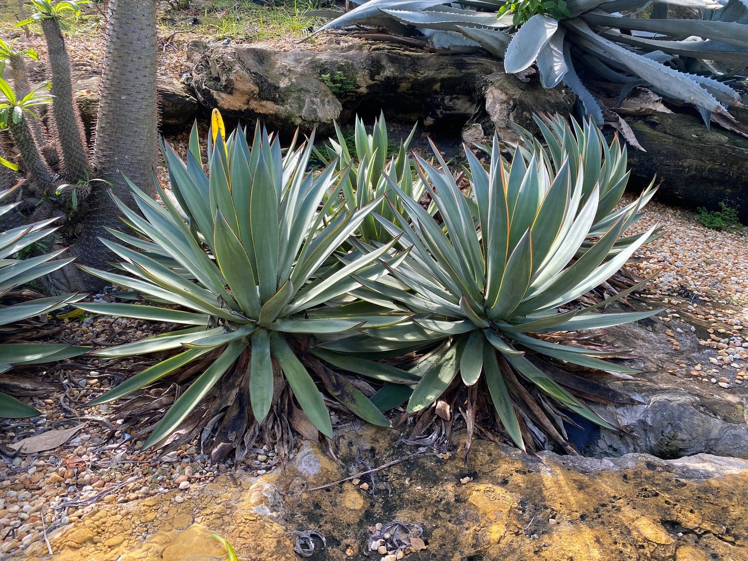 Agave Blue Glow, Live Succulent Cactus Plant