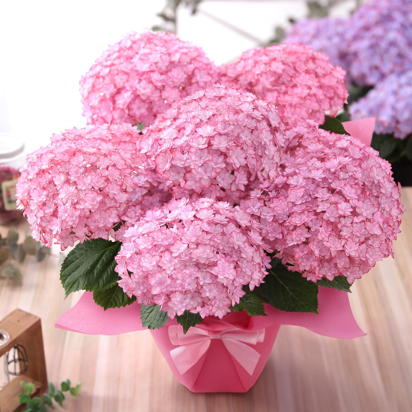 Amazon｜母の日 花 鉢植え ギフト プレゼント アジサイ鉢・かわいい
