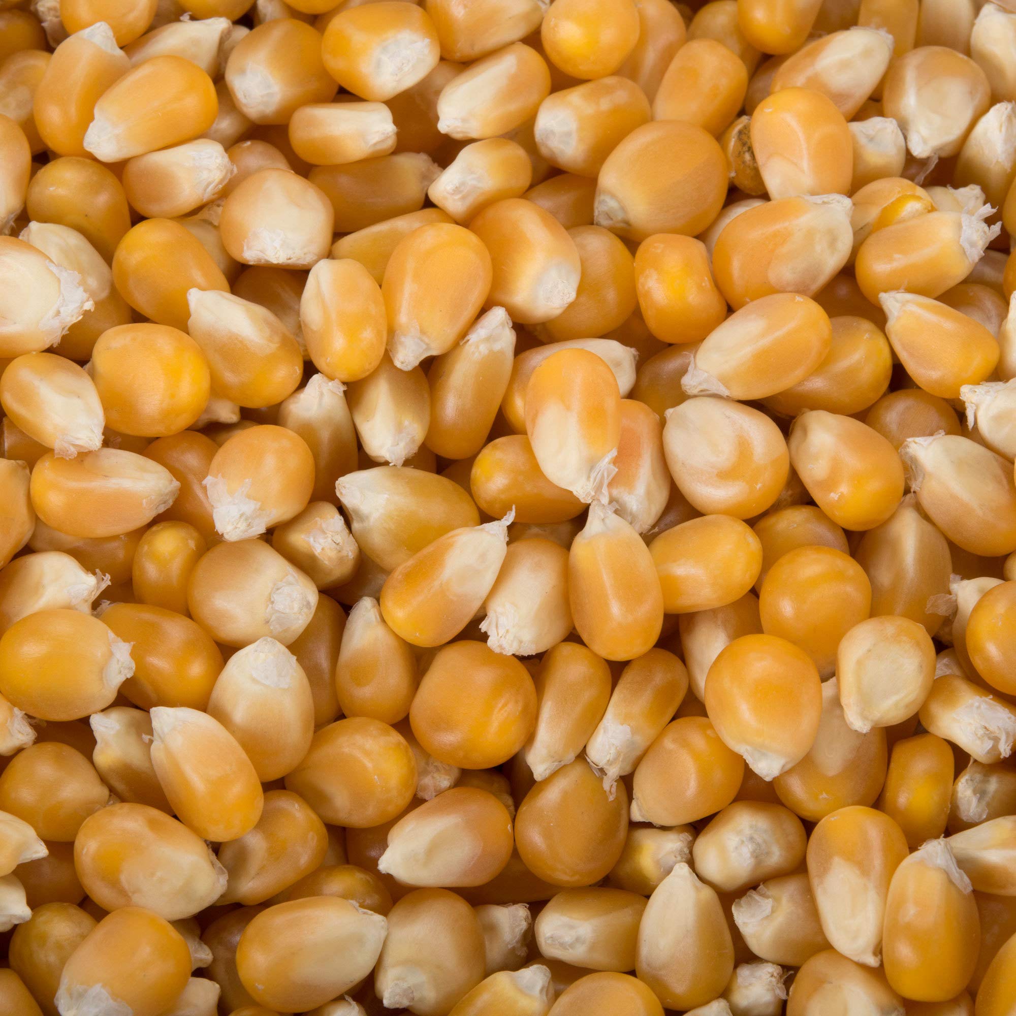 TableTop King 50 lb. Extra Large Mushroom Popcorn Kernels product thumbnail 4