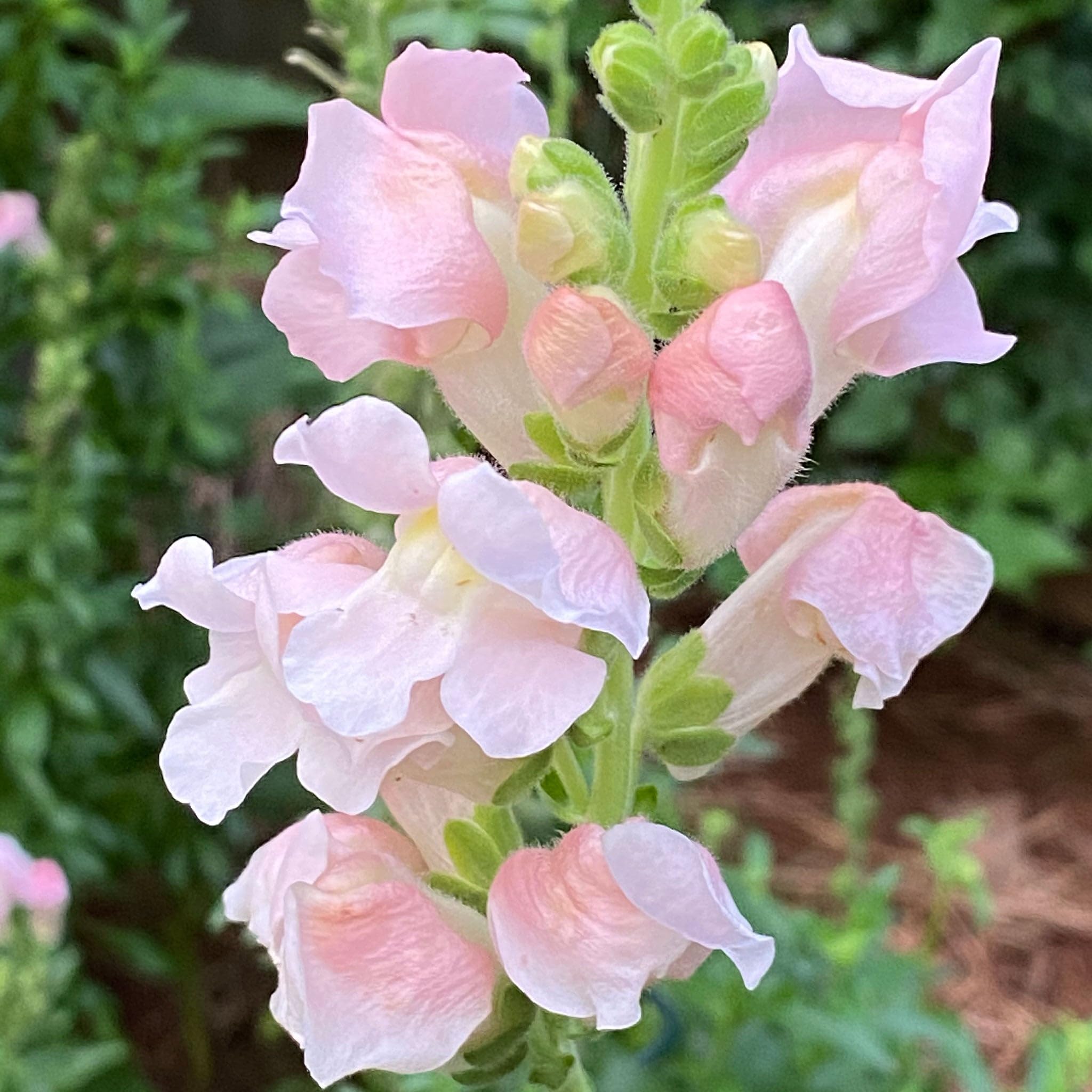 Amazon.com : Eden Brothers Snapdragon Seeds - The Rose : Patio, Lawn &  Garden