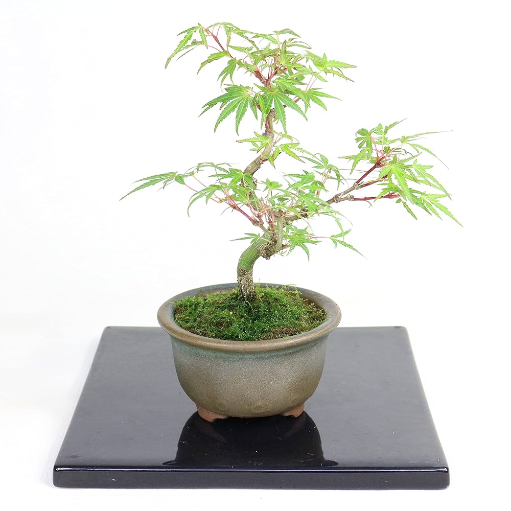 モミジ 盆栽 粘り良し 盆栽 紅葉 樹高 約21cm もみじ 高級盆栽 Acer palmatum モミジ