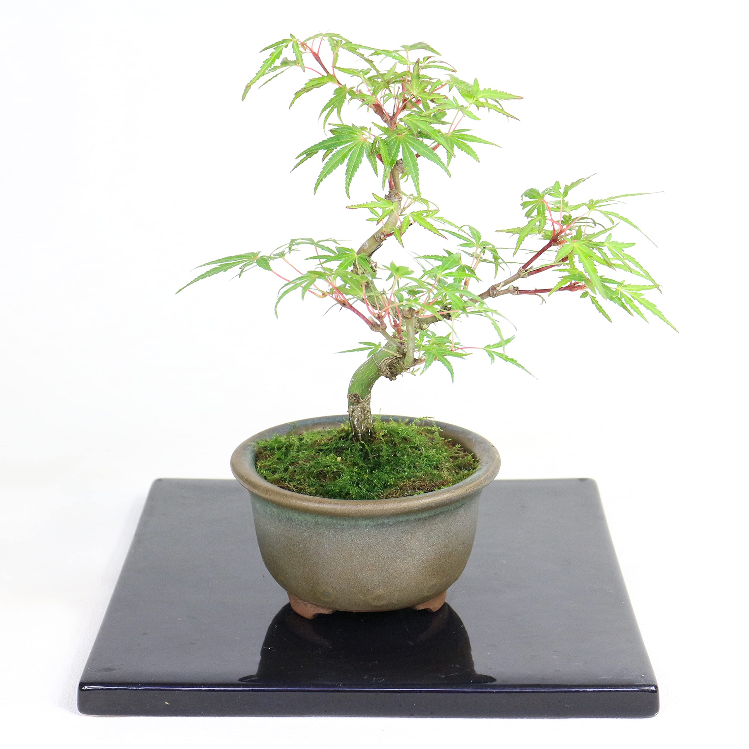 Amazon.co.jp: 清香園 テーブルの上で楽しんでいただける モミジ 織姫