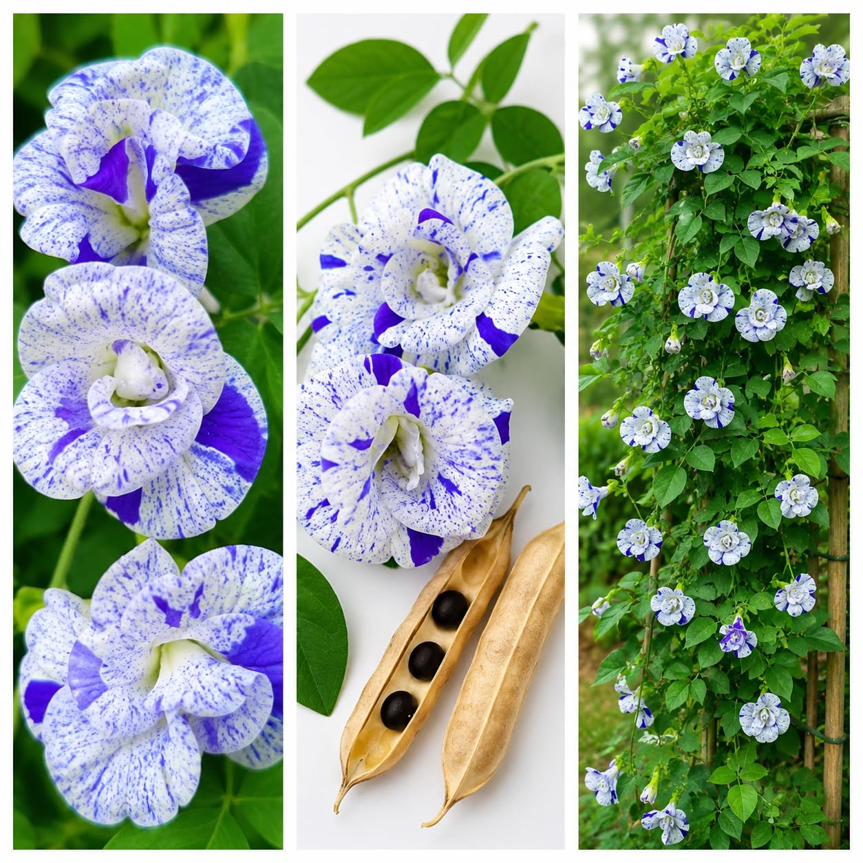 Blue Dot Aparajita Flower Seeds Hybrid Double Petal Clitoria Ternatea Flower Seeds High Germination Flowering Creeper for Home Garden Outdoor Balcony Trellis Decoration Pack of 30 | BDA6-image-21