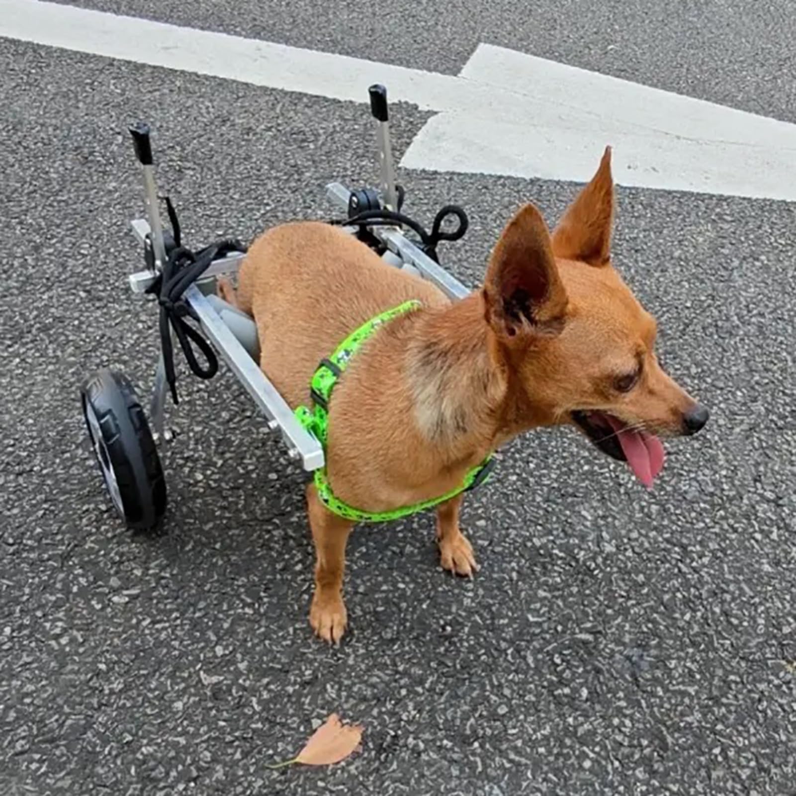 Silla de ruedas ajustable para patas traseras, ayuda de movilidad para perros pequeños con artritis y displasia