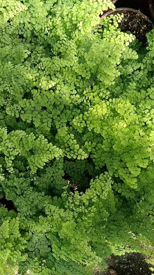 55 Hojas de Helecho Verdes Prensadas para Manualidades miniatura 9
