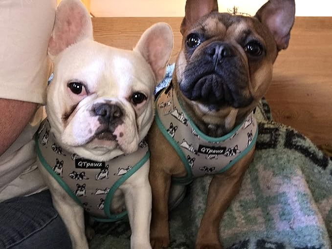 frenchie harness amazon