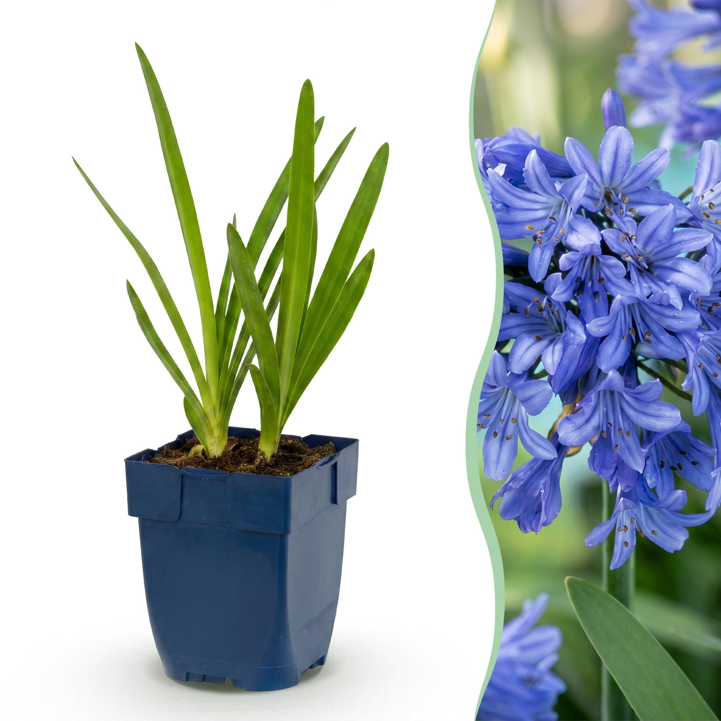 Agapanthus africanus – lilia afrykańska – rośliny przyciągające pszczoły i motyle – niebieskie – 6 sztuk - 15-25cm - Ø11cm - Roślina ogrodowa
