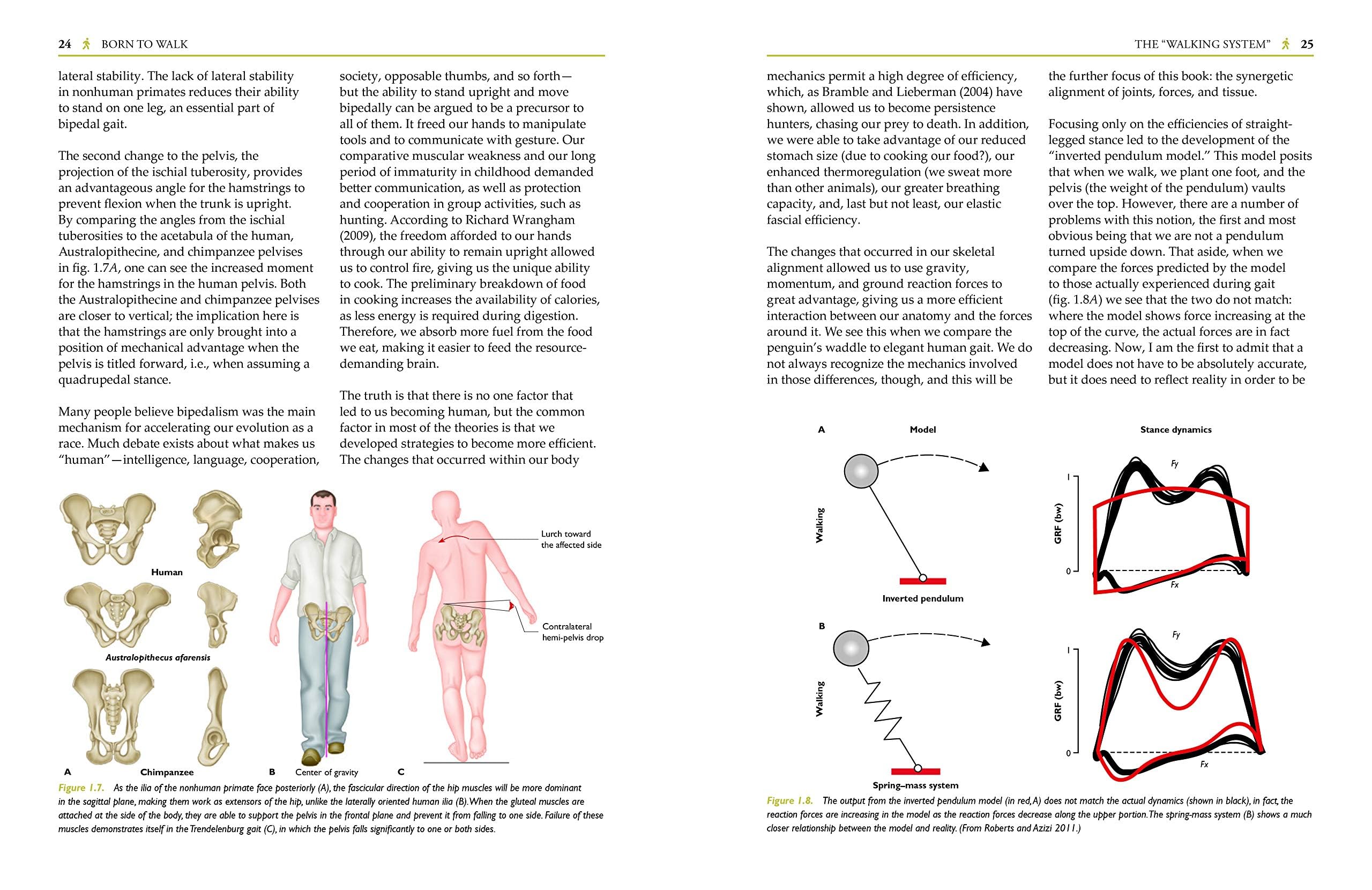 Born to Walk: Myofascial Efficiency and the Body in Movement