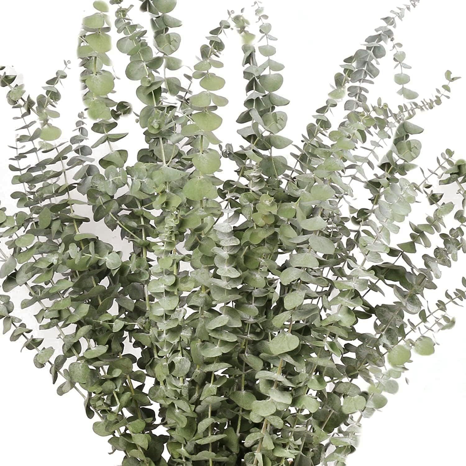Dried Eucalyptus Plant Stems for Shower, 17" Real Eucalyptus Branches