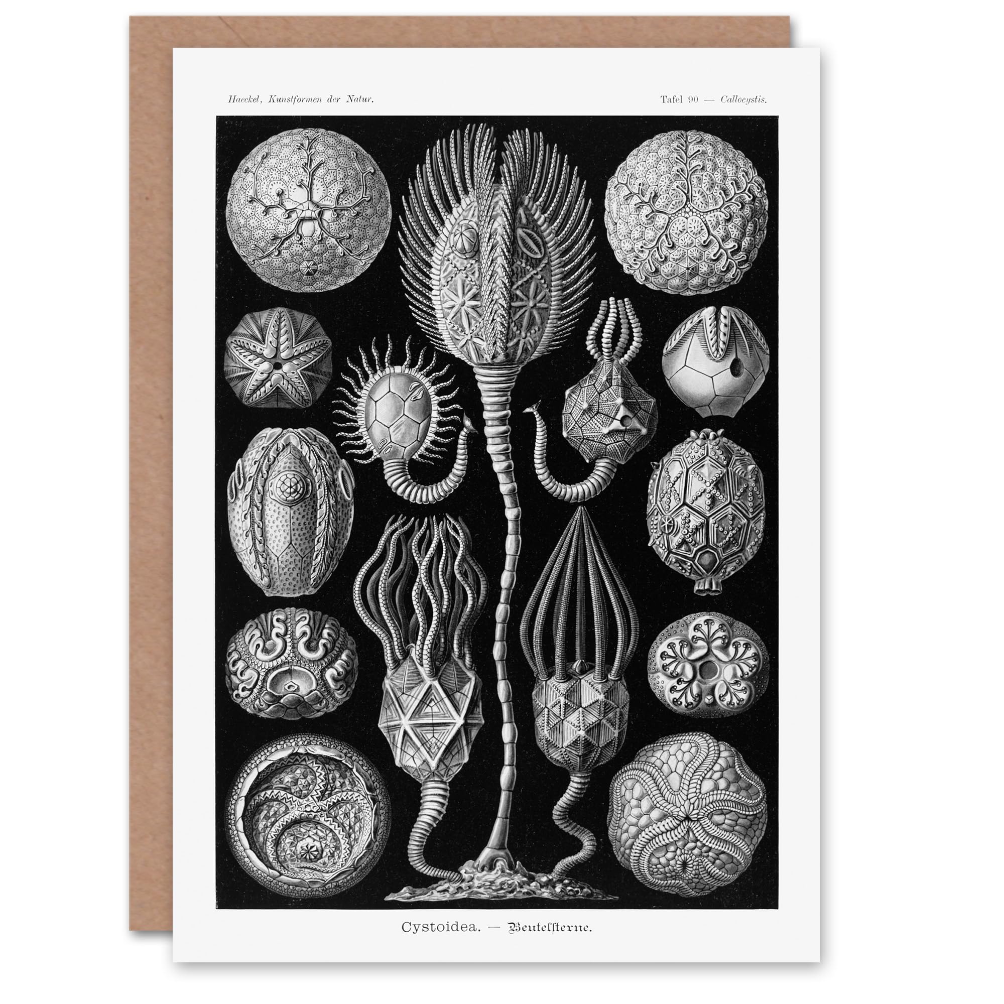 Artery8 Ernst Haeckel Art Card Cystoidea Pouch Stars Marine Life