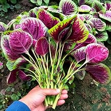 Red Amaranth Seeds for Planting 3500+ Seeds, 2g Amaranthus Tricolor Seeds, Fast Growing Leafy Vegetable Seeds for Outdoor Gardens, Raised Beds & Containers