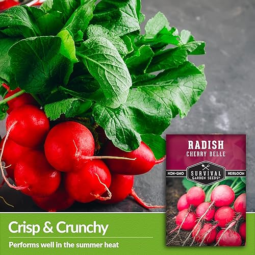 Miniatura 3 de Survival Garden Seeds - Semilla de rábano Cherry Belle para plantar - Paquete con instrucciones para plantar y cultivar deliciosos rábanos rojos de