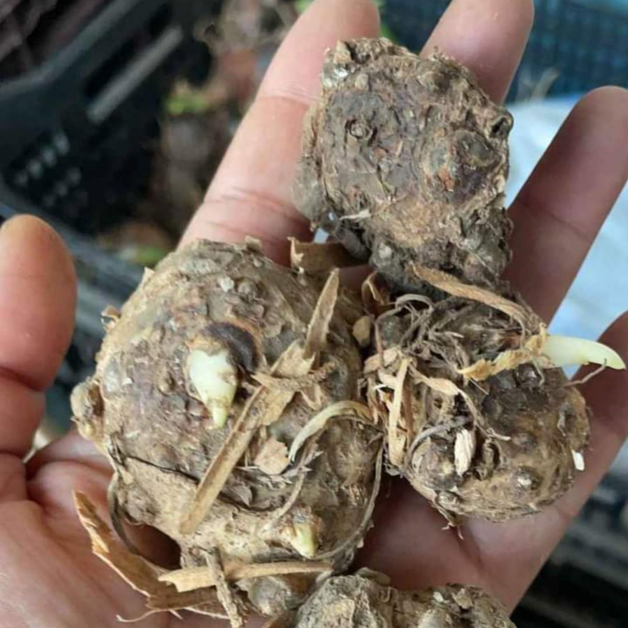 Los bulbos de cala son fáciles de cultivar, perennes y fáciles de mantener para balcones y jardines.-2bulbos-A