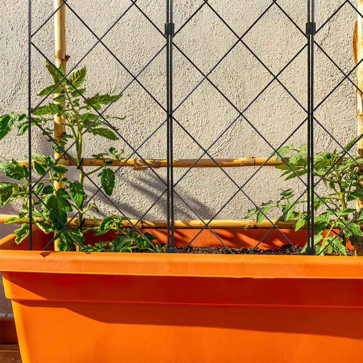 5 Pezzi Sostegno per Piante Rampicanti Pieghevole in Ferro, Nero | Struttura Stabile e Facile da Usare, per Viti e Uva, Casa e Giardino, Crescita Verticale