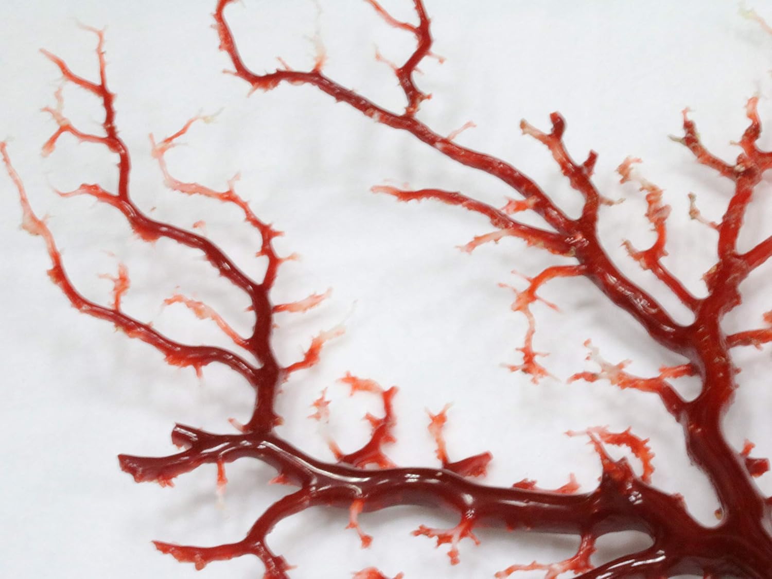 Dn 0235 天然枝珊瑚 血赤サンゴルース 原木 コーラル 拝見 4g コルク台 研磨 直営店