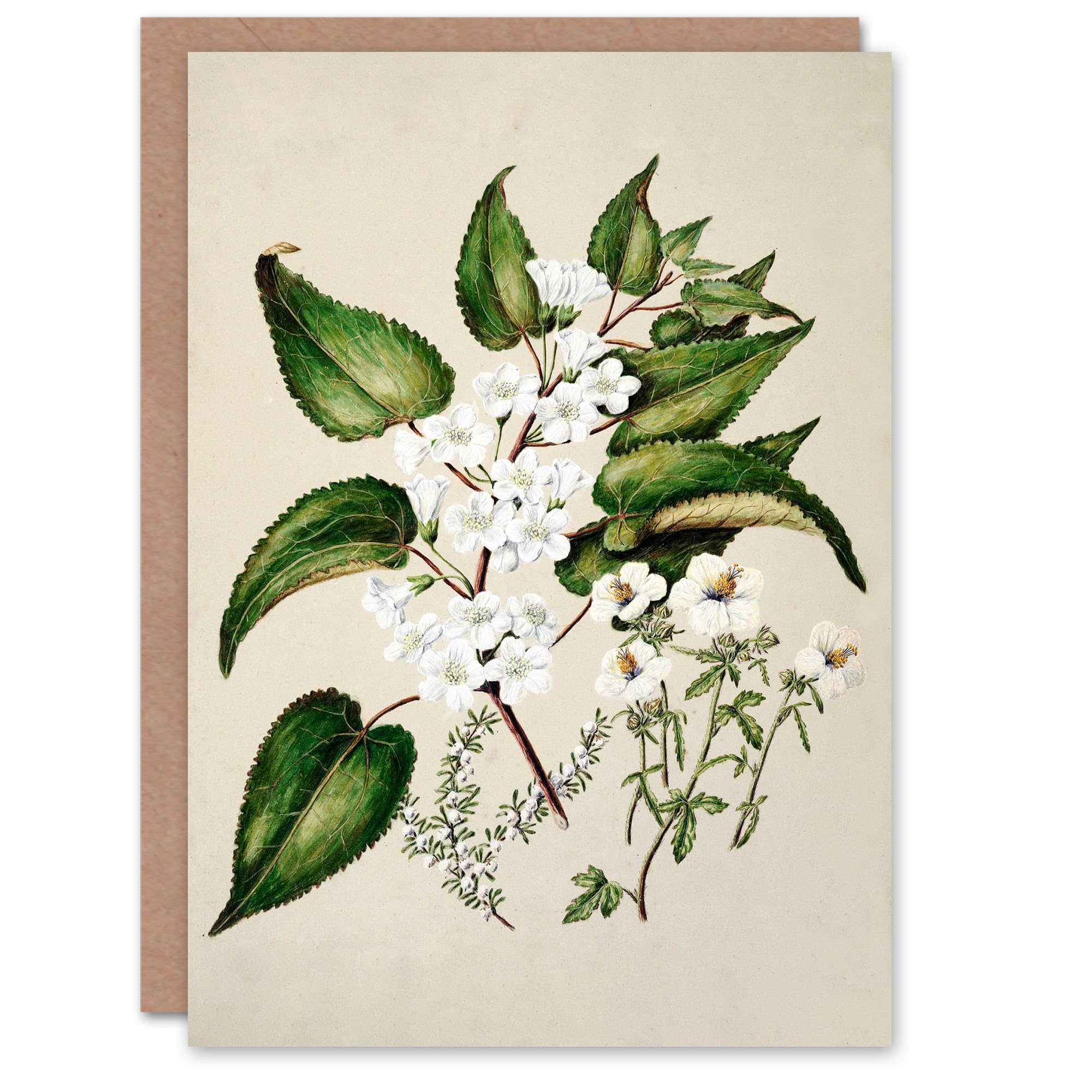 Artery8 Greeting Card - Hibiscus & Saltmarsh Ribbonwood Flowers - Beige