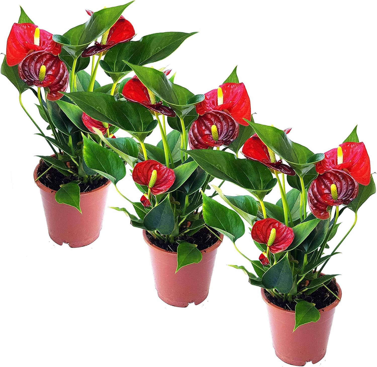 4.5'' Anthurium - 3 Per Pack
