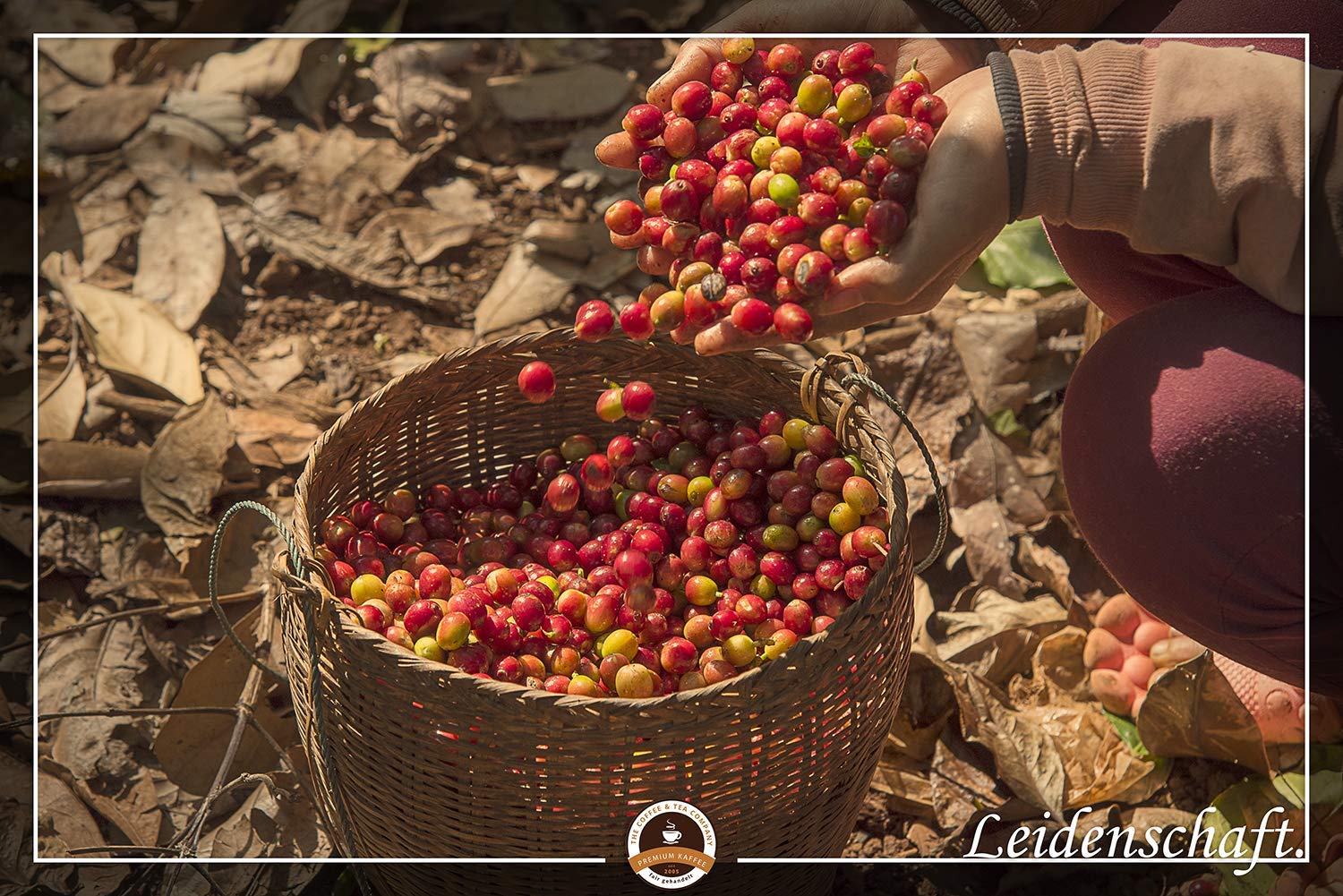 C&T Spezialitätenkaffee aus Tansania (2x1000g) | Single Origin Kaffee | 100% Arabica Kaffeebohnen | Schonende Trommelröstung | säurearm & frisch geröstet | Ganze Bohnen