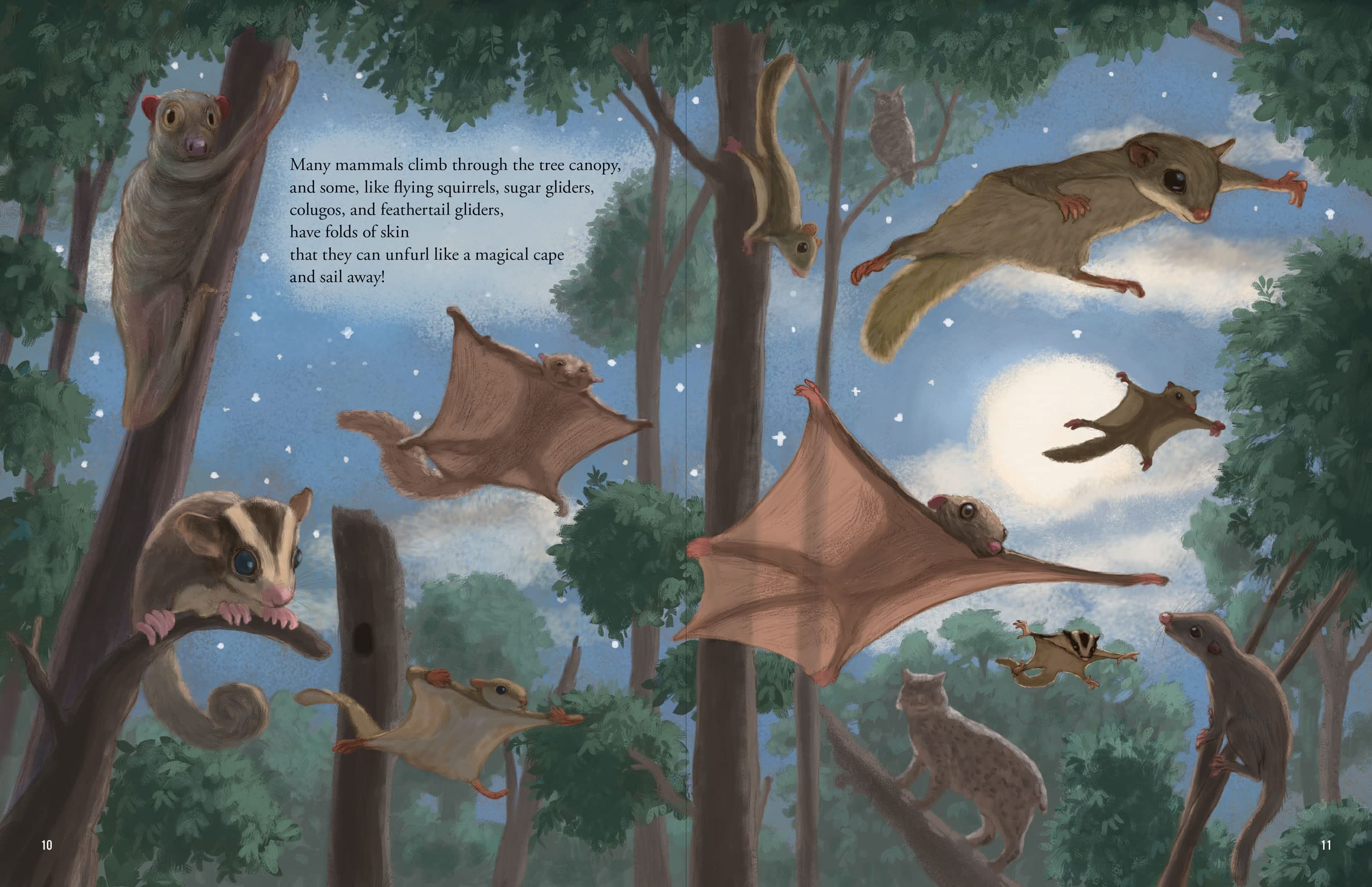 All the Mammals in the World - Image 5