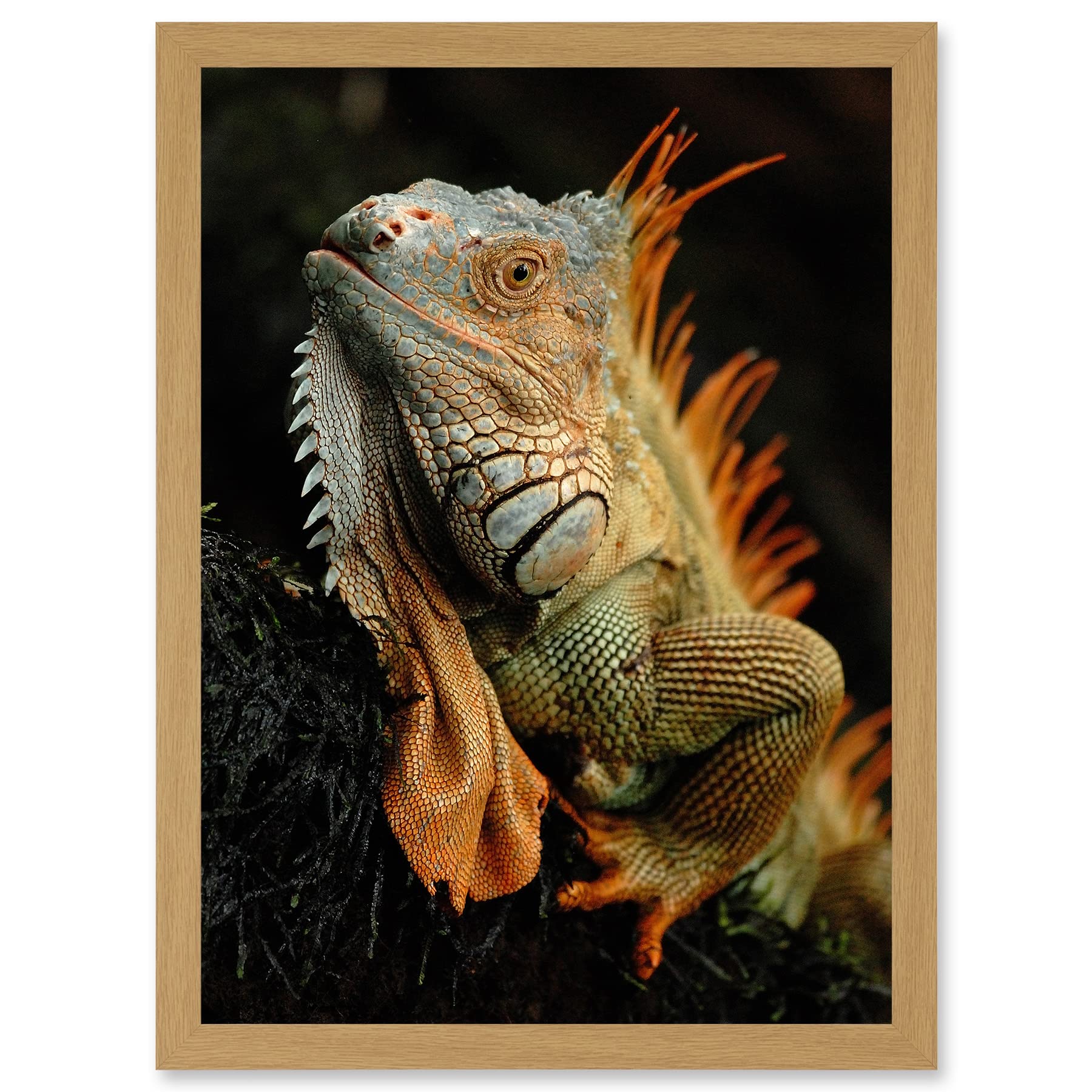 Wee Blue Coo Photo Animal Iguana Lizard Reptile Scales Spines Artwork Framed Wall Art Print A4