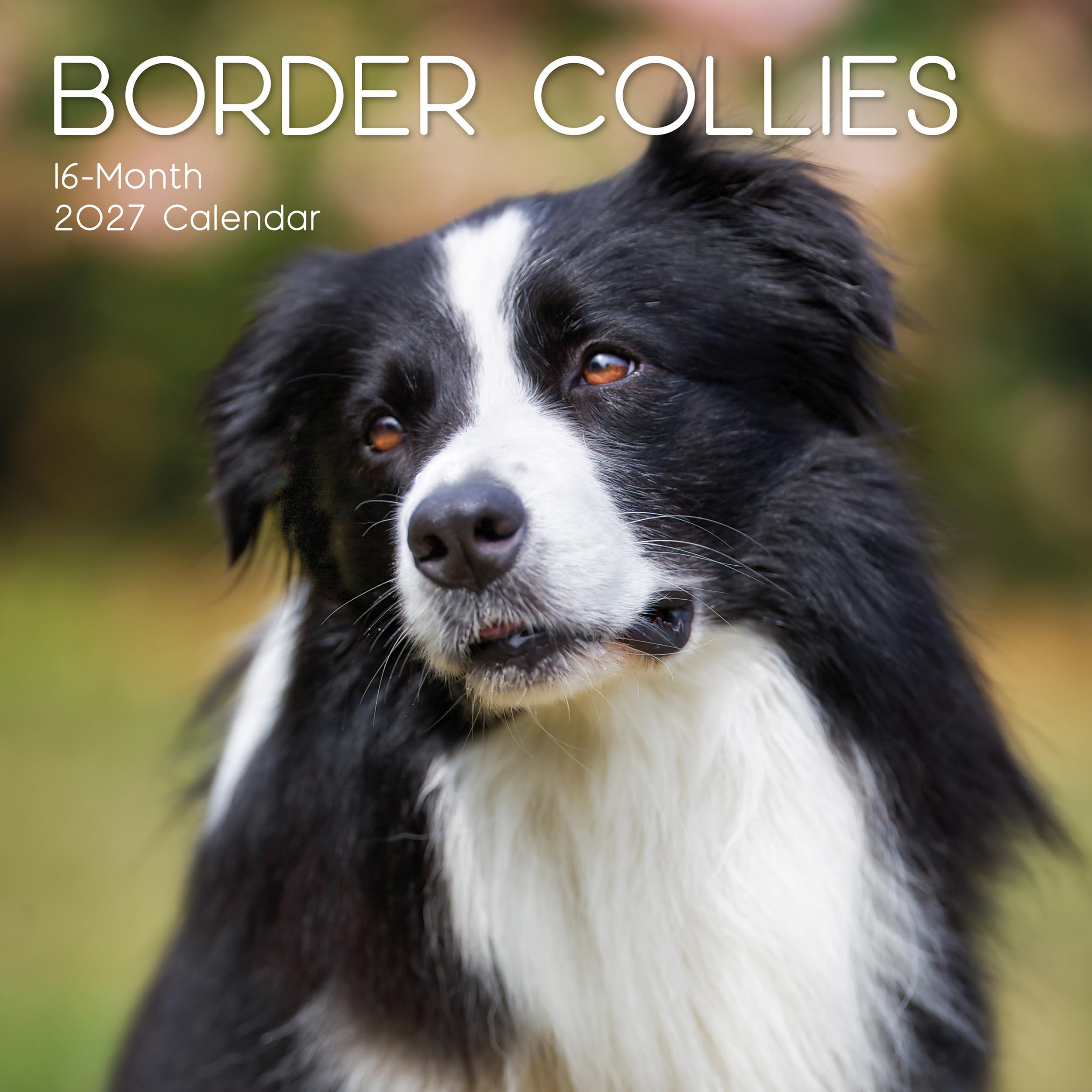 TGSC | Border Collies 2026-2027 Calendar, 16-Month Square Wall Calendar (Sept 2026 – Dec 2027), UK Planner with Border Collies, For Dog Lovers, Home Decor, Office Organiser | 30 x 30 cm