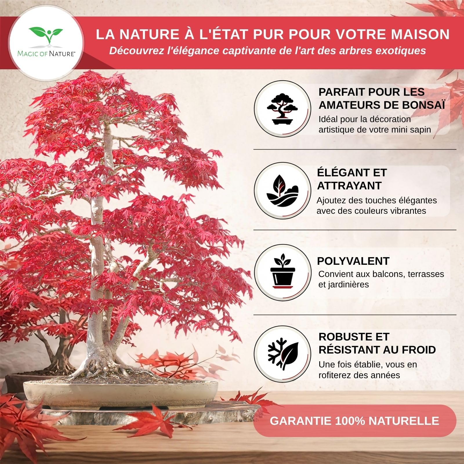 Magic of Nature: Graines d'Érable du Japon Rouge (20 Pcs) - Adapté au Bonsaï
