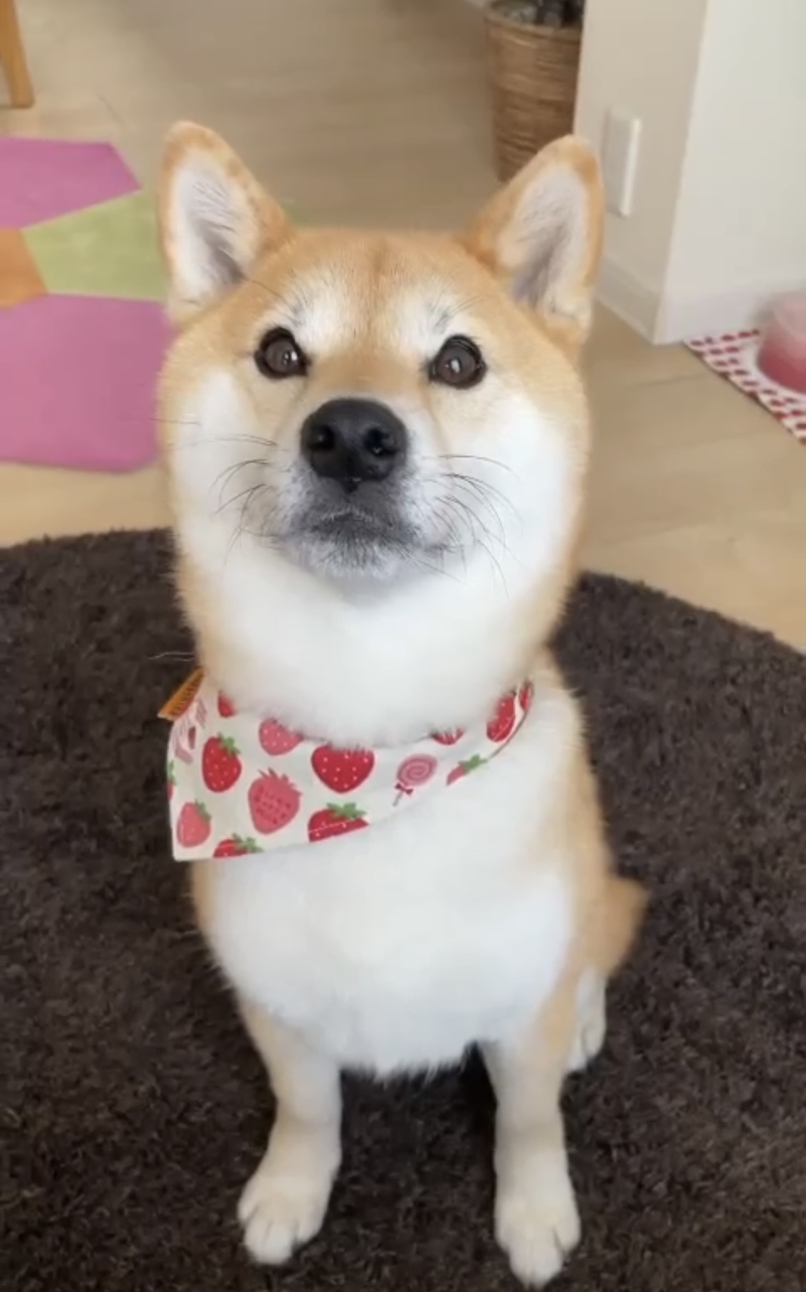 メディカルワン 顆粒タイプ犬用　2袋セット　＋　サンプル付き 動物病院専売品 メディカルワン 顆粒タイプ 犬用 60g