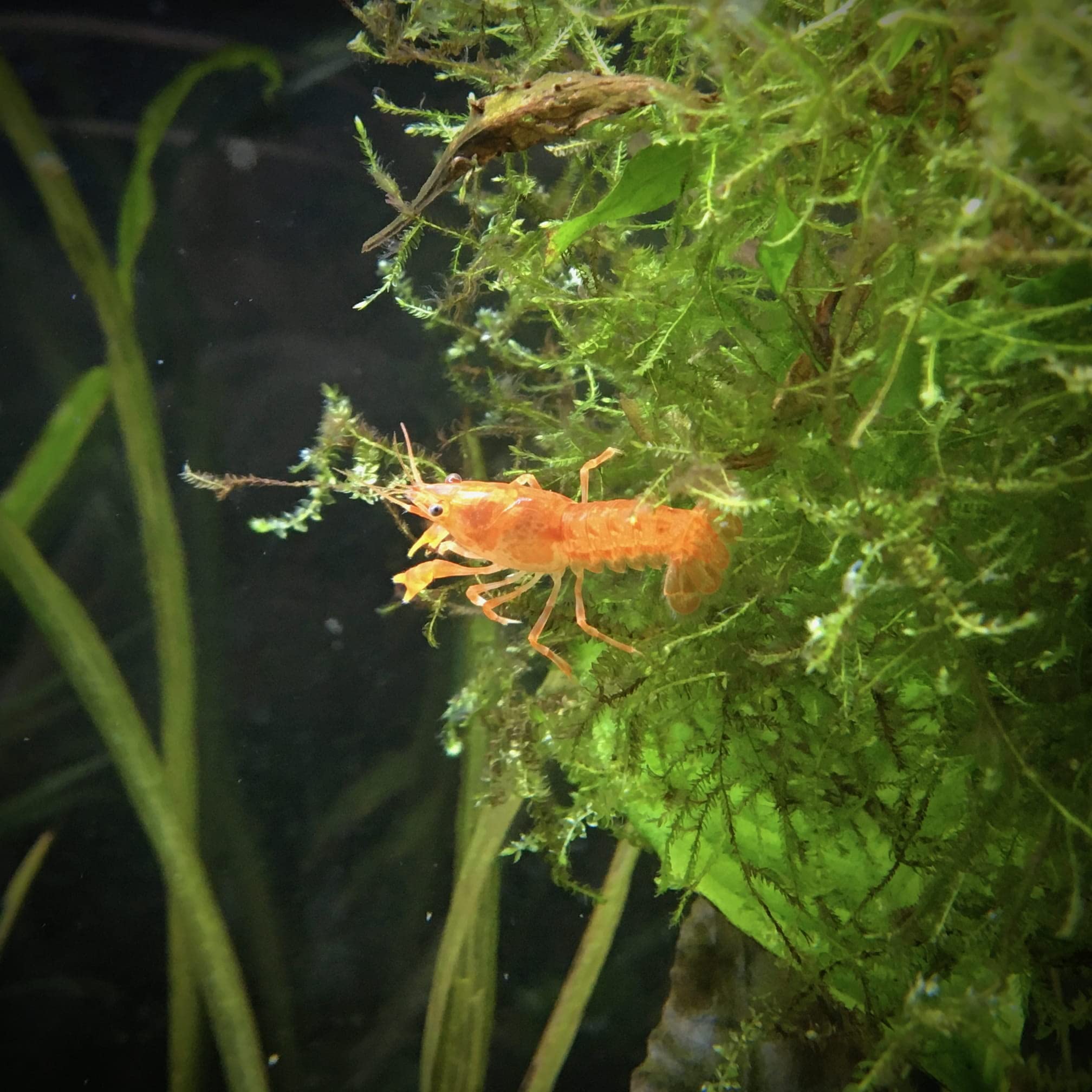 Lot de 10 Crevettes Rili Sakura Rouge et 4 Écrevisses Naines | Invertébrés élevés en Bretagne France, en aquarium et uniquement dans de l'eau du robinet. Expédition rapide sécurisée