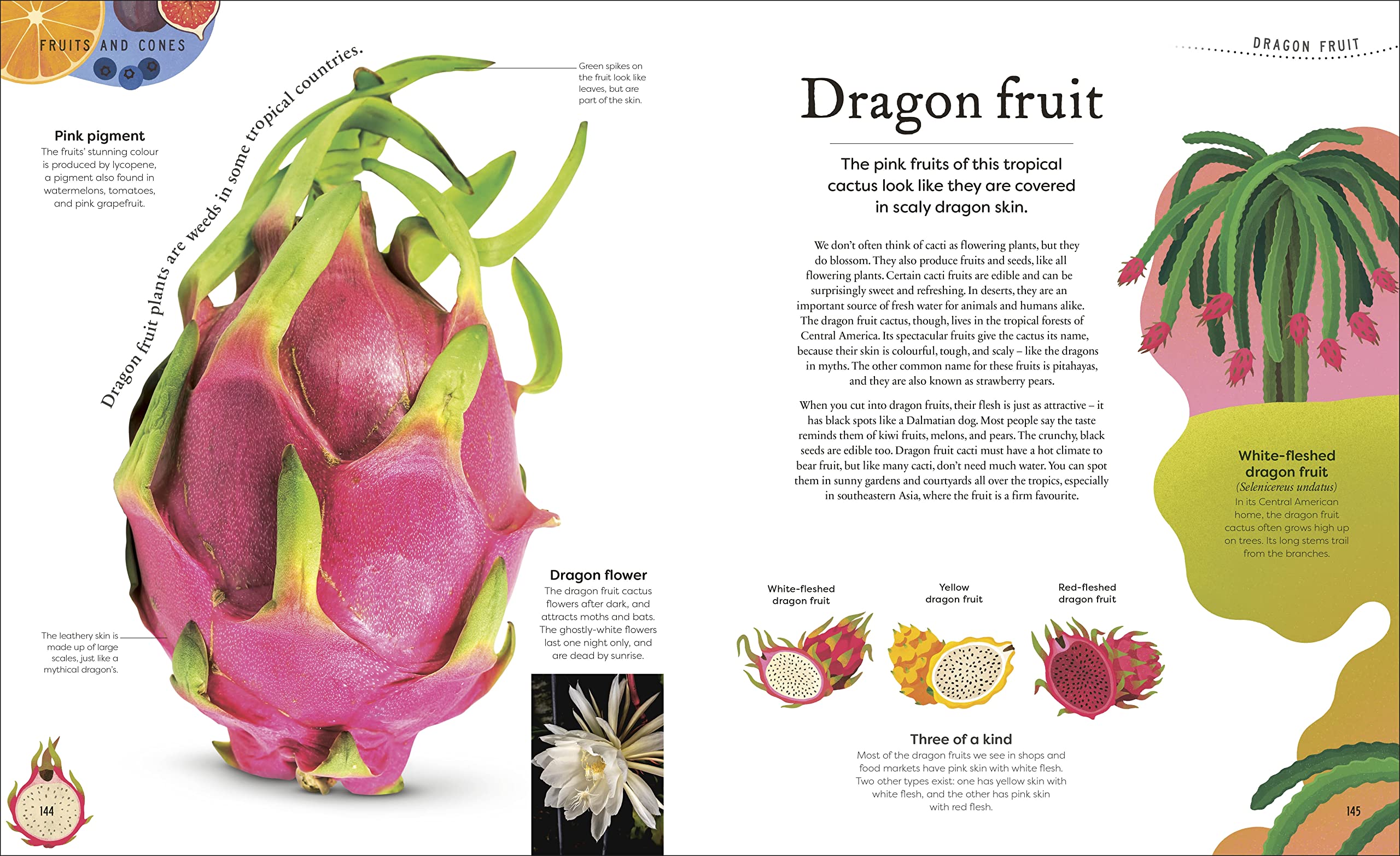 The Secret World of Plants: Tales of More Than 100 Remarkable Flowers, Trees, and Seeds (DK Treasures)